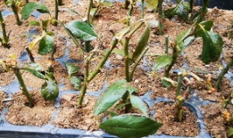 扦插视频,扦插技巧全解析，轻松掌握植物繁殖新方法